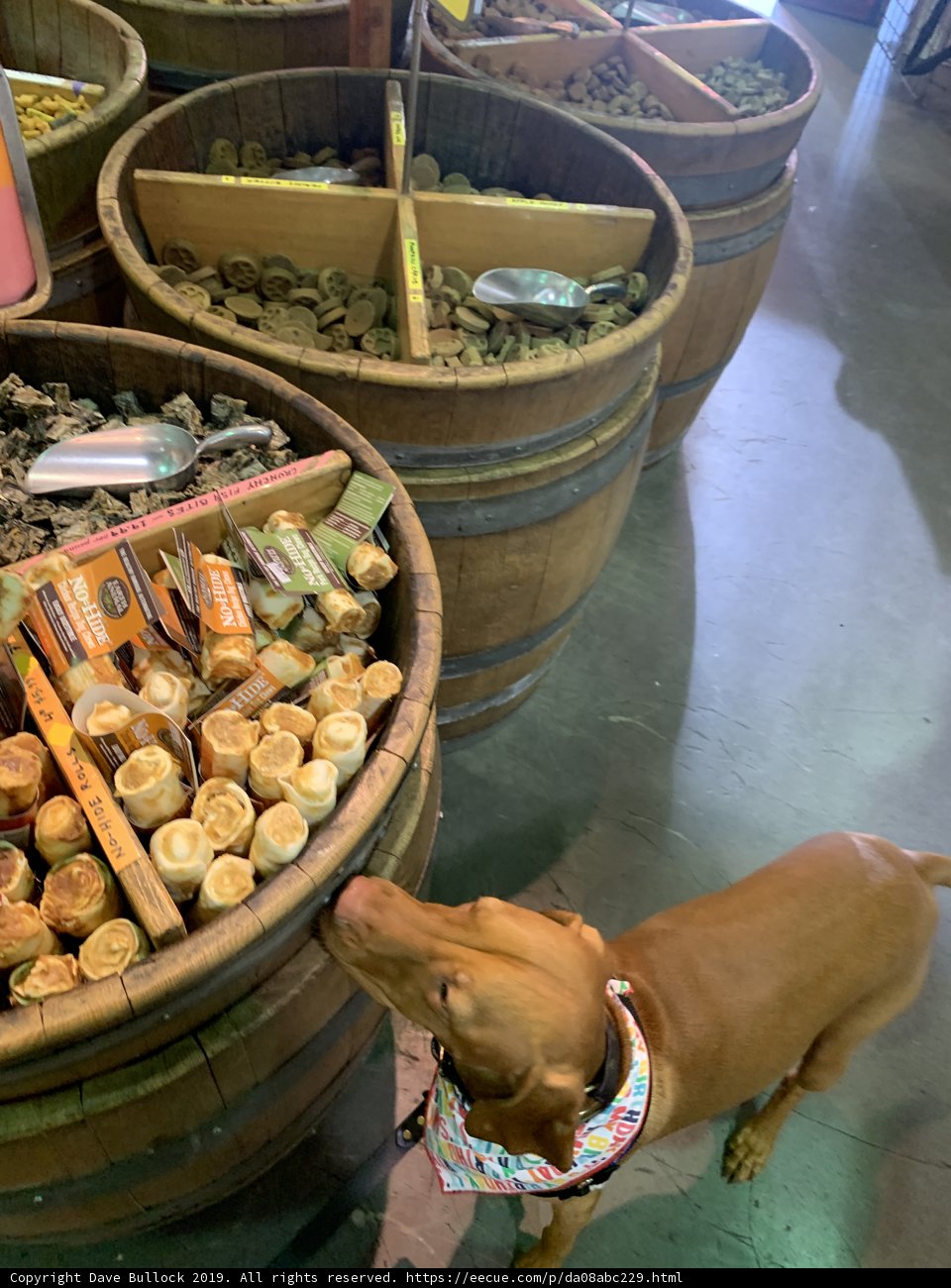 Canine Connoisseur
