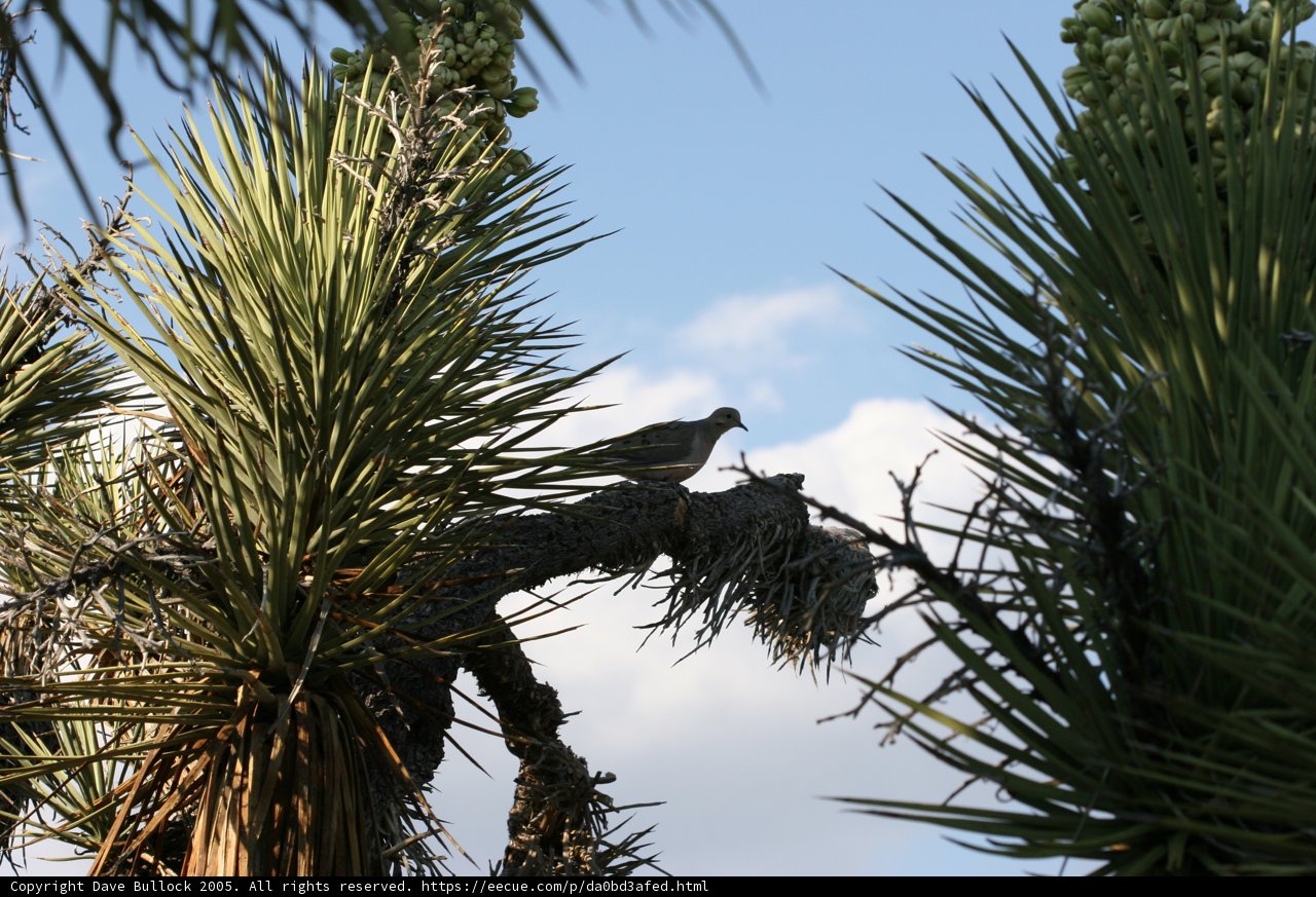 Sky High Bird