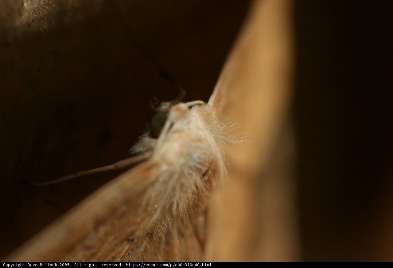 Mighty Moth