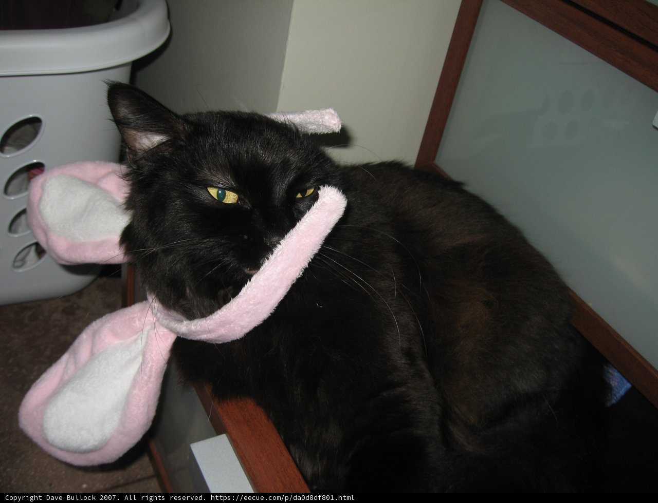 Purrfectly accessorized
