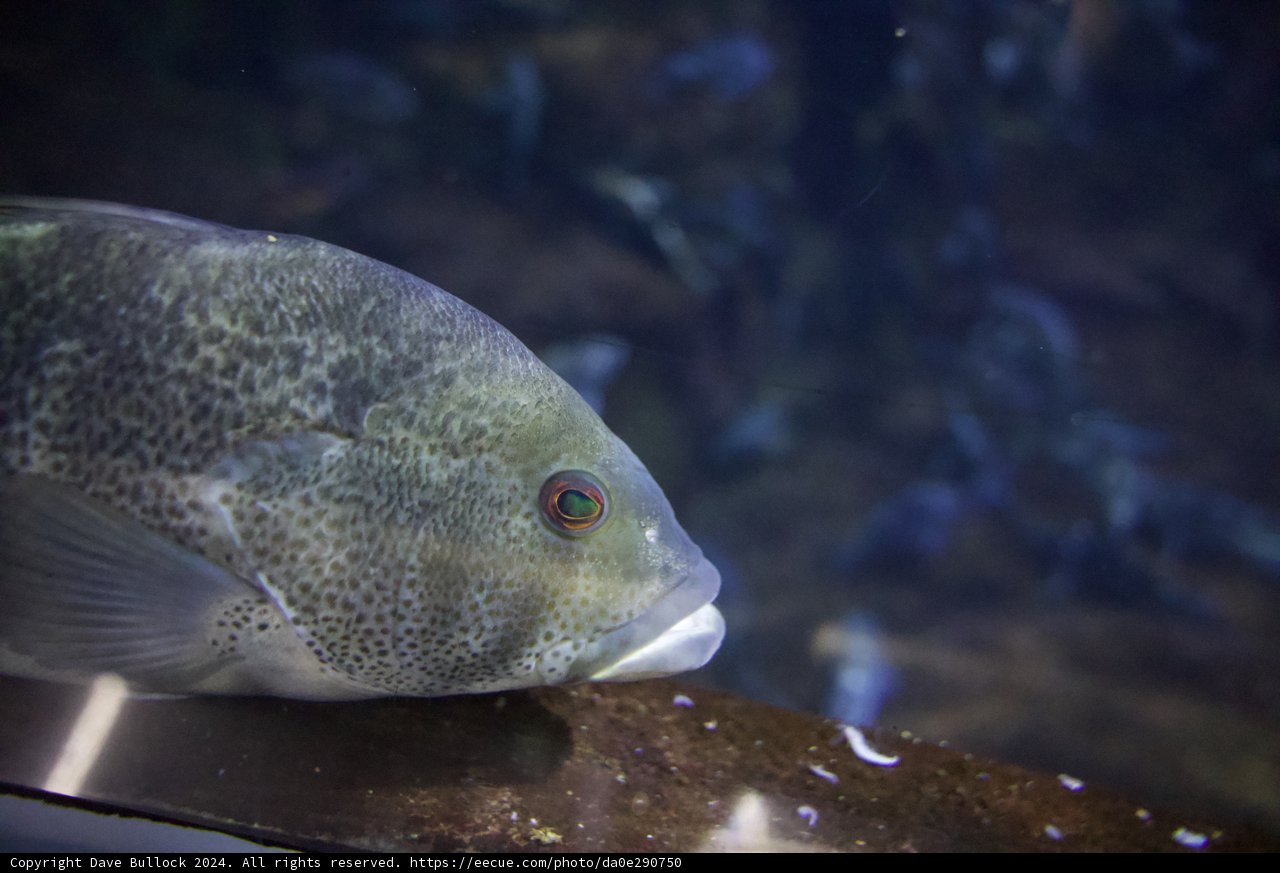 Kaleidoscope of the Sea: The Polka-Dotted Fish