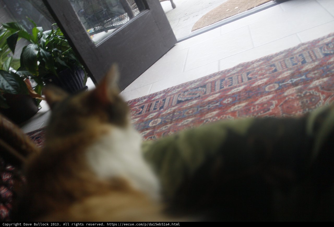 Feline Home Decor