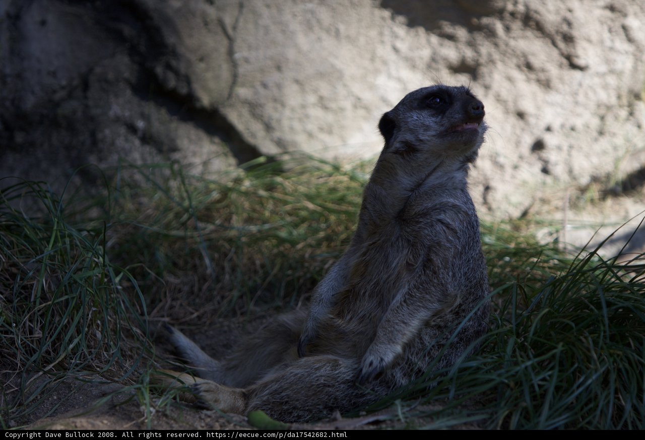 Meerkat on the Prairie