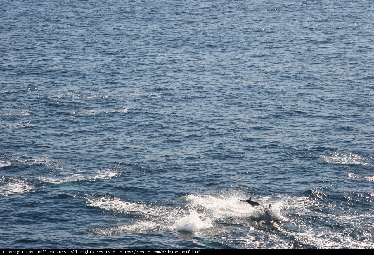 Majestic Dolphin in the Ocean