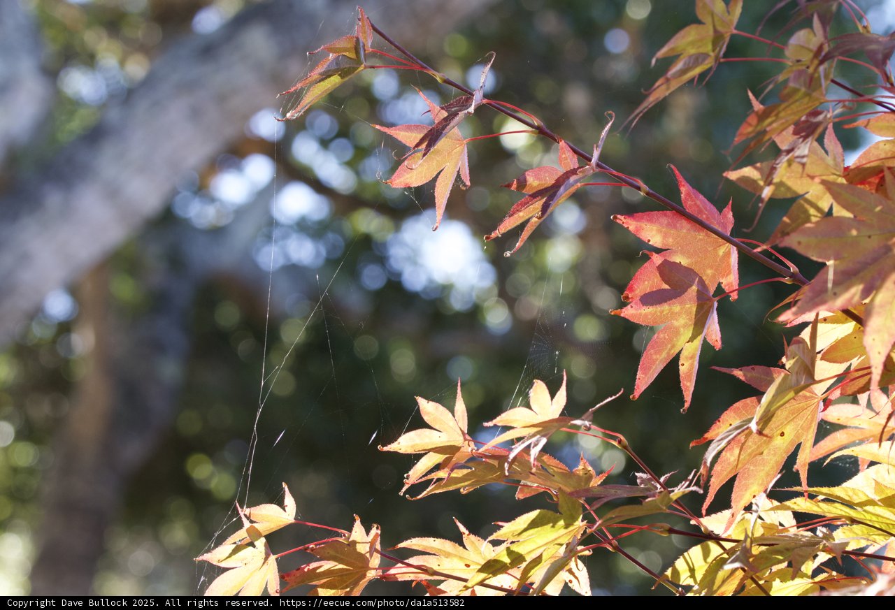 Vibrant Hues of Autumn