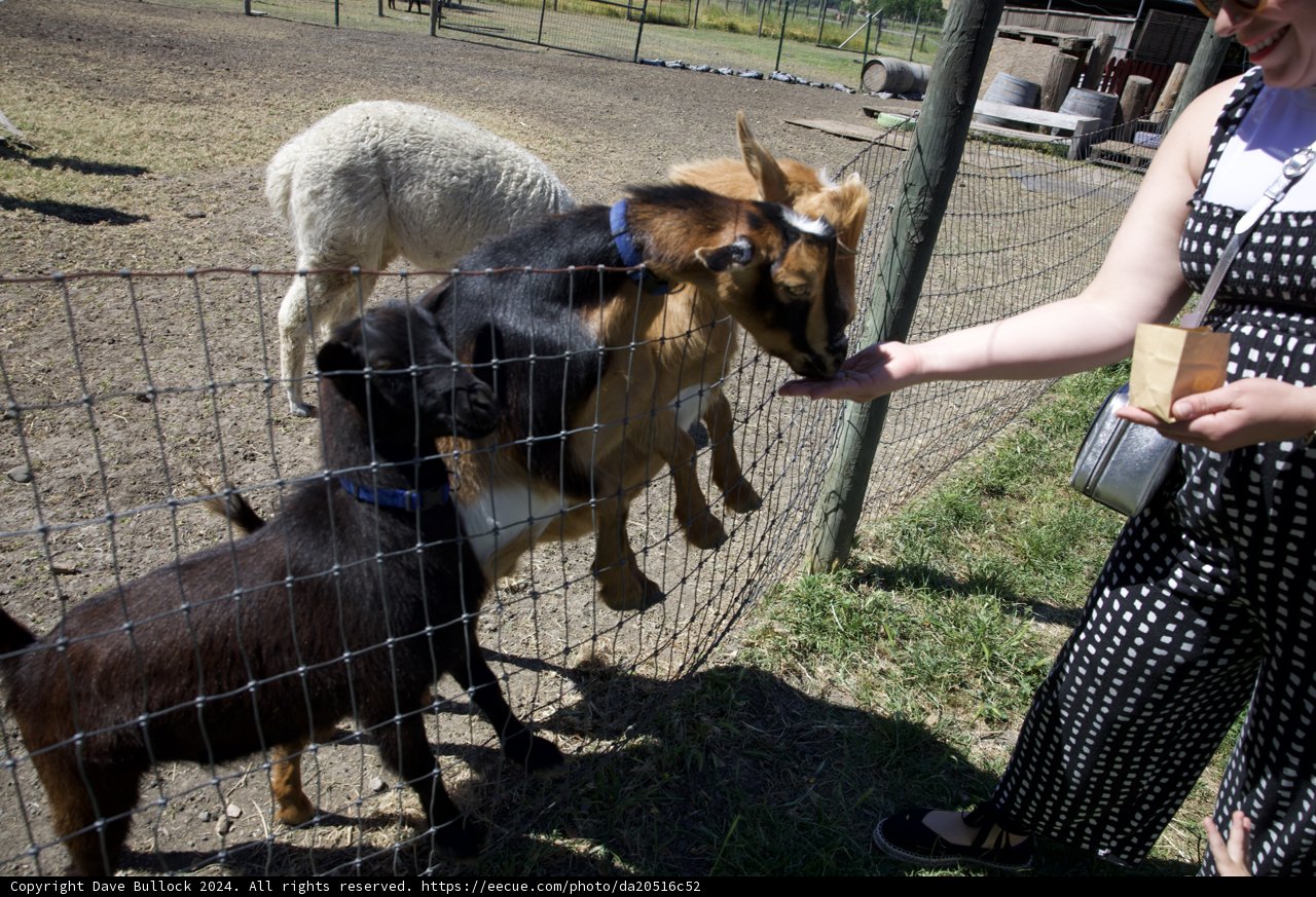A Friendly Encounter at Calistoga Old Faithful Geyser Farm