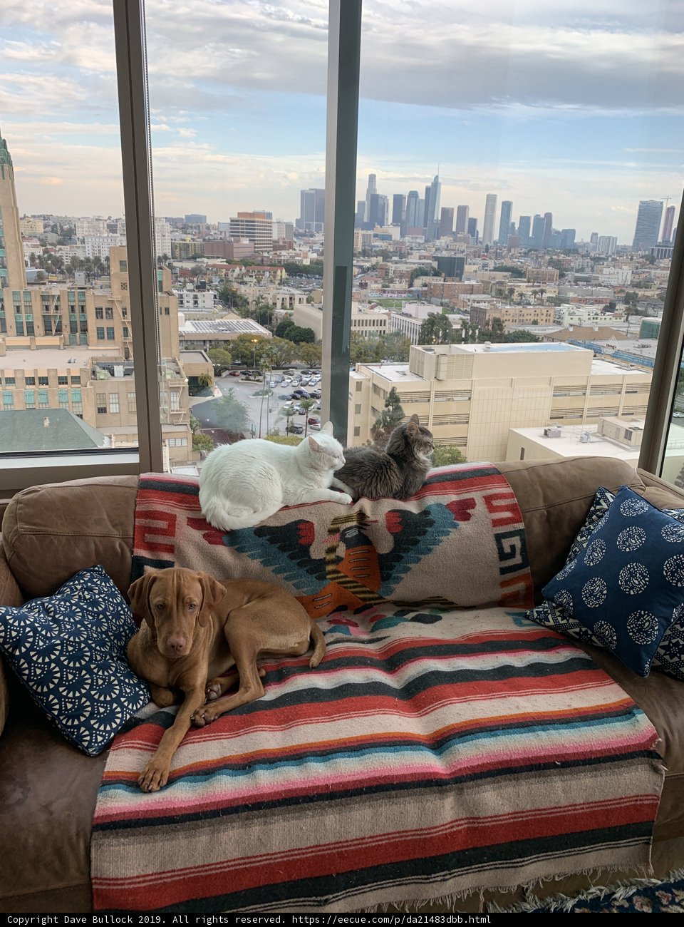Furry Friends on the Couch