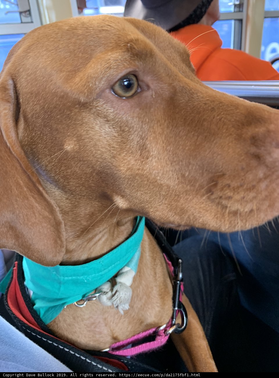 A Collared Canine on a Market Stroll