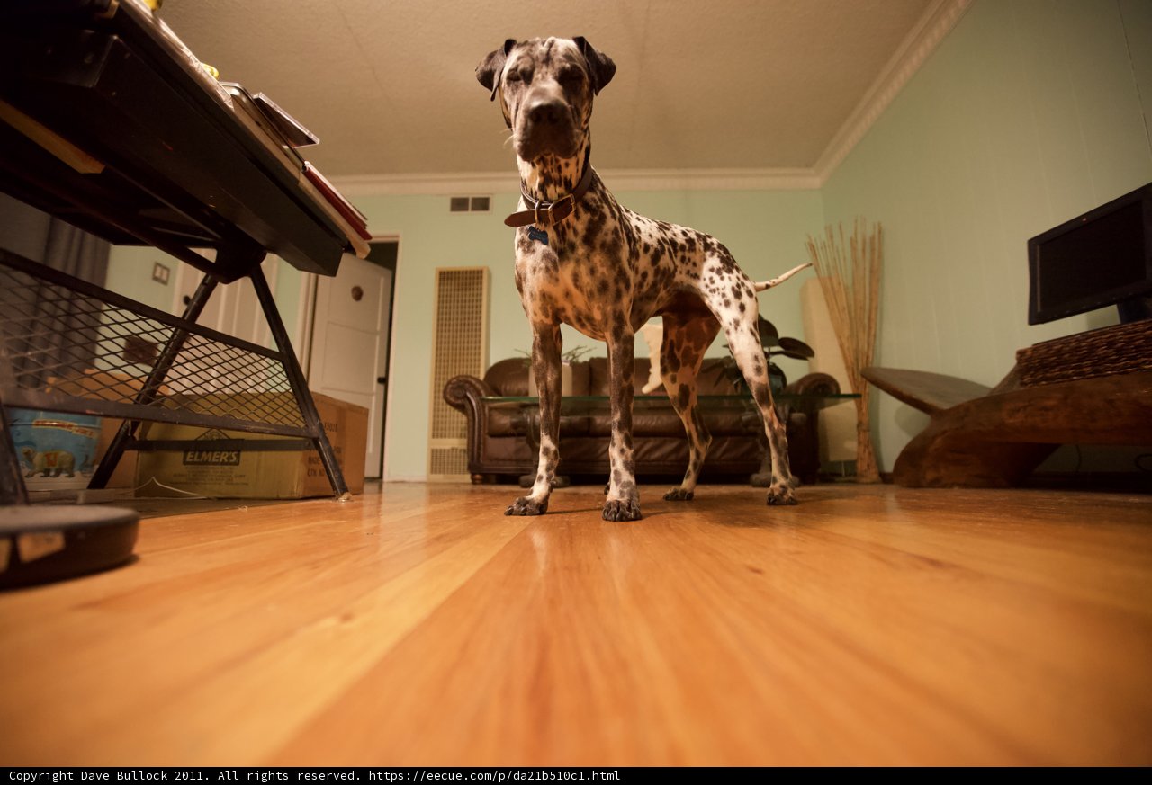 Canine Interiors: A Hardwood Haven