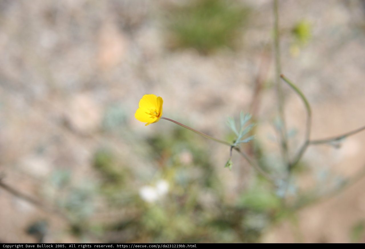 Solitary Beauty