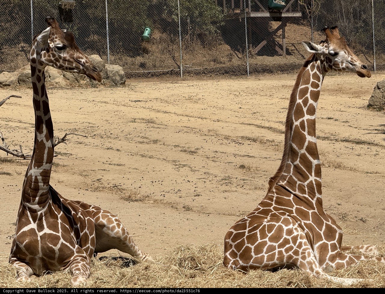Graceful Giants of Oakland