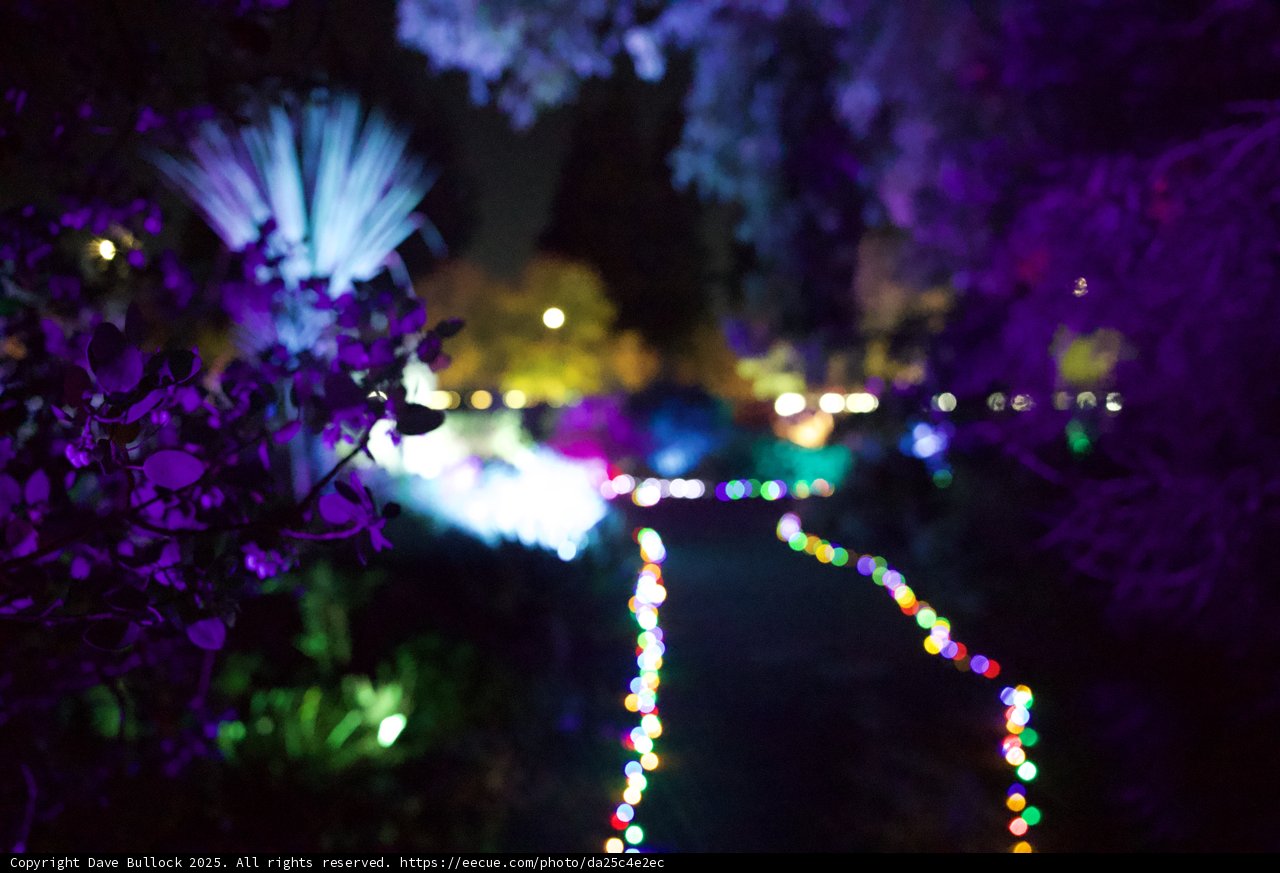Enchanted Nightscape