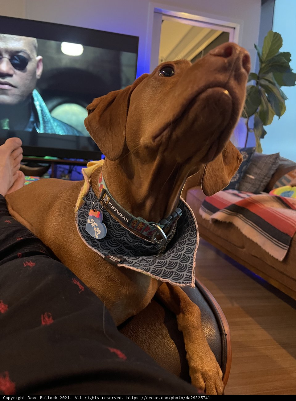 Furry Companion Watching TV