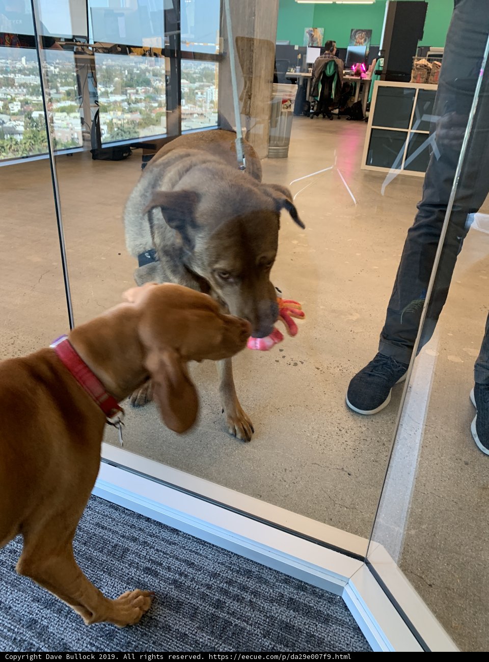 Doggy Introduction