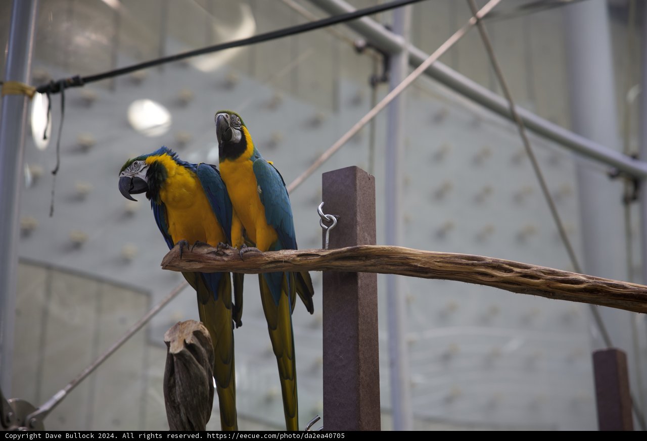 Dual Majesty: Macaw Parrots at California Academy of Sciences