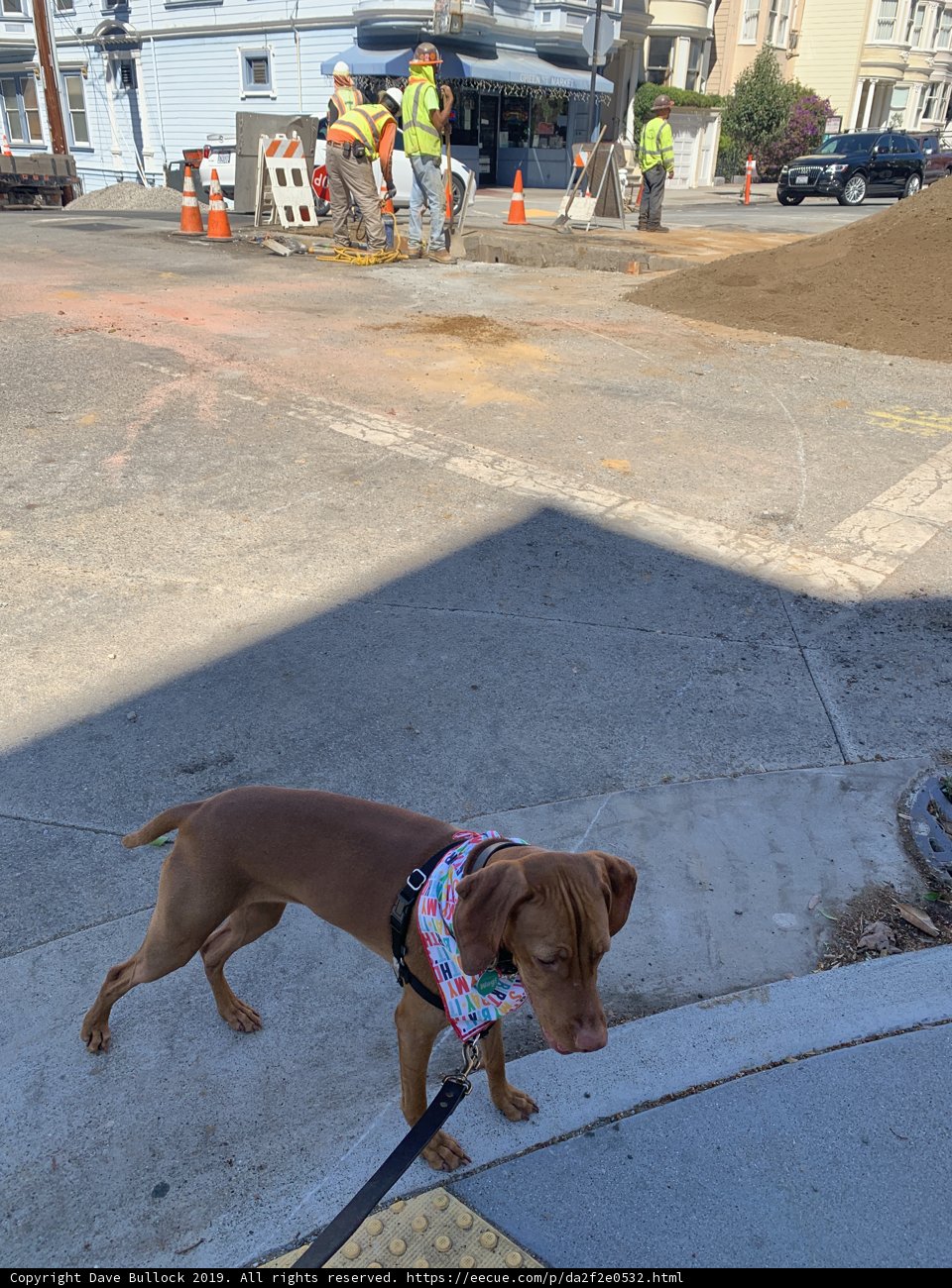 Colorful Canine on the City Streets