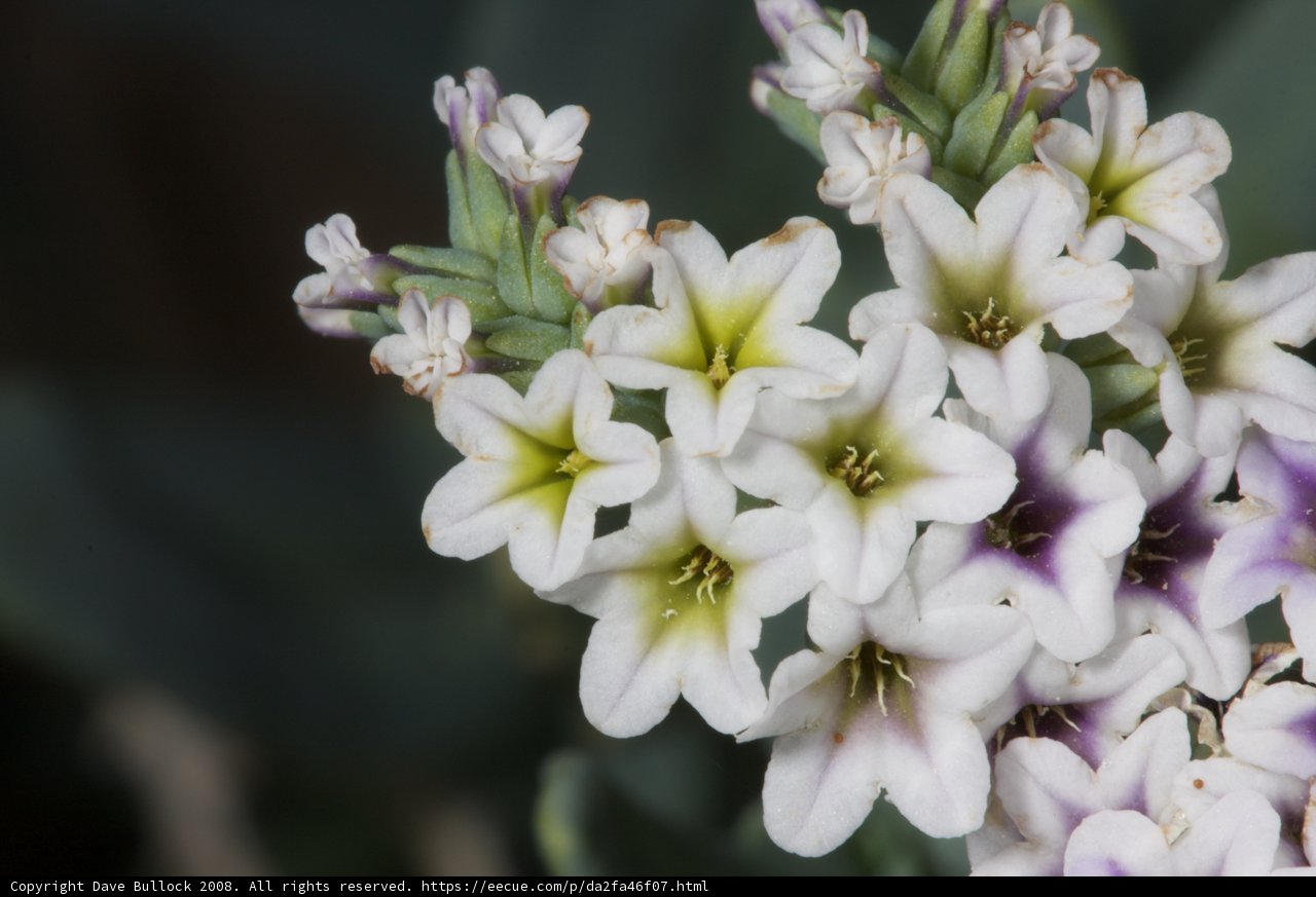 White and Purple Geranium Blossoms