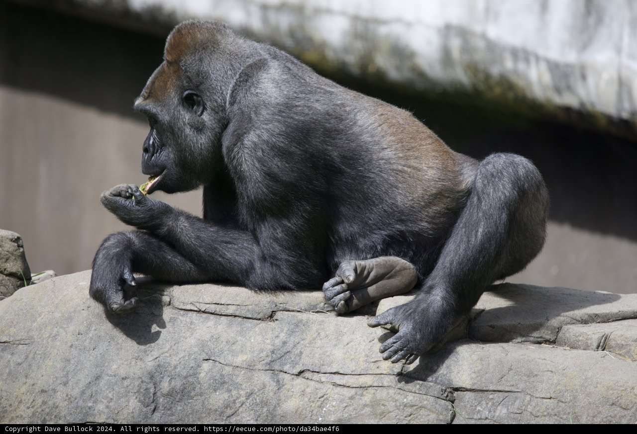 Majestic Gorilla at SF Zoo