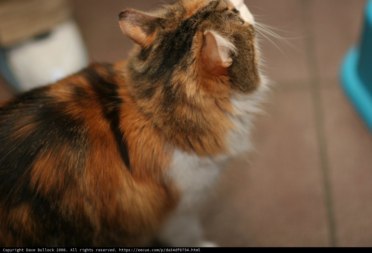 Curious Manx Cat