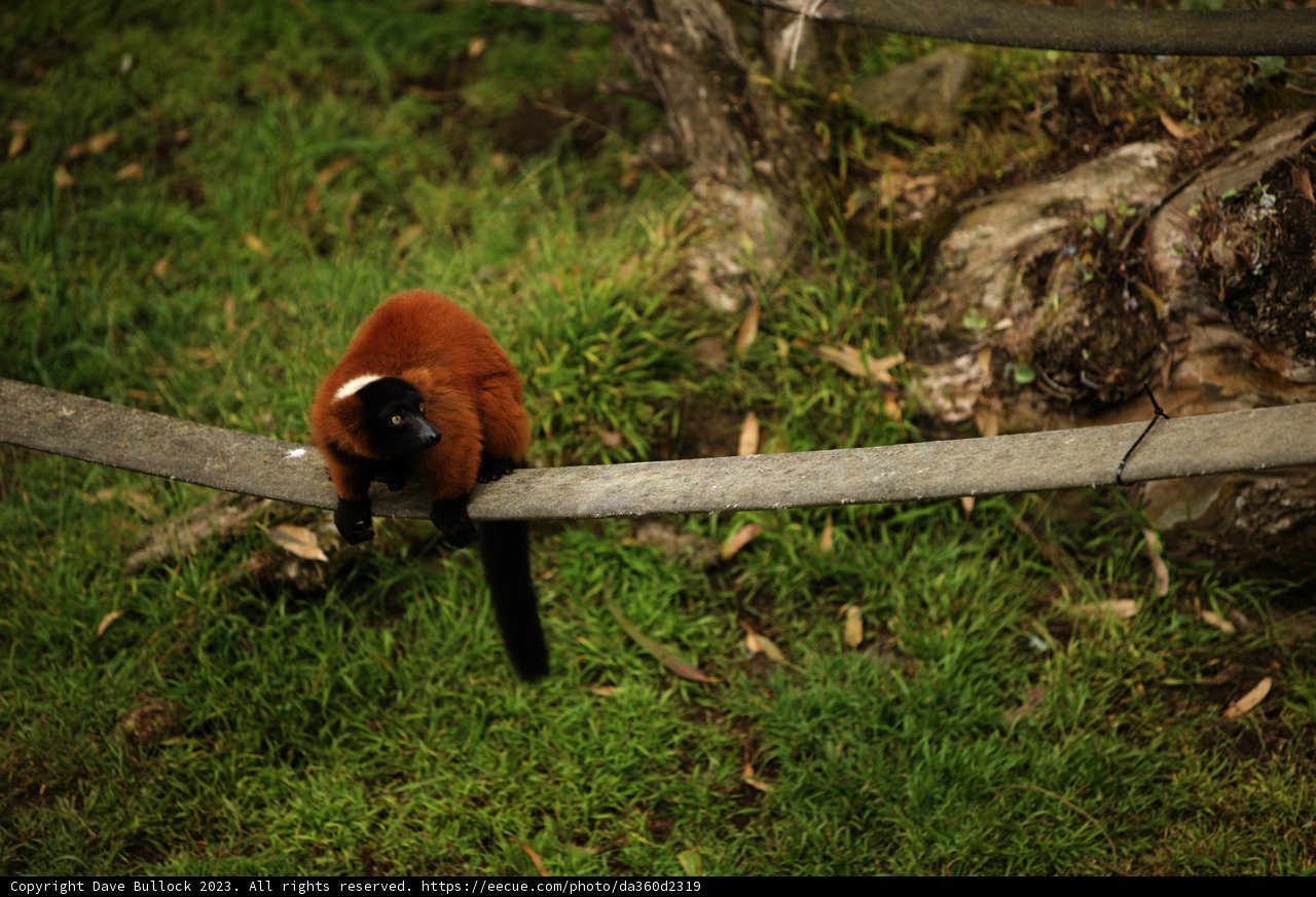 Vibrant Primate at SF Zoo