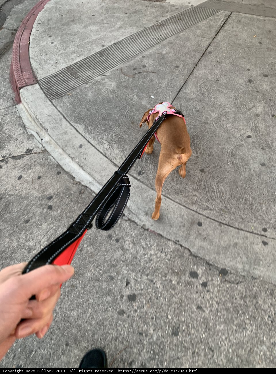 Walking the Dog