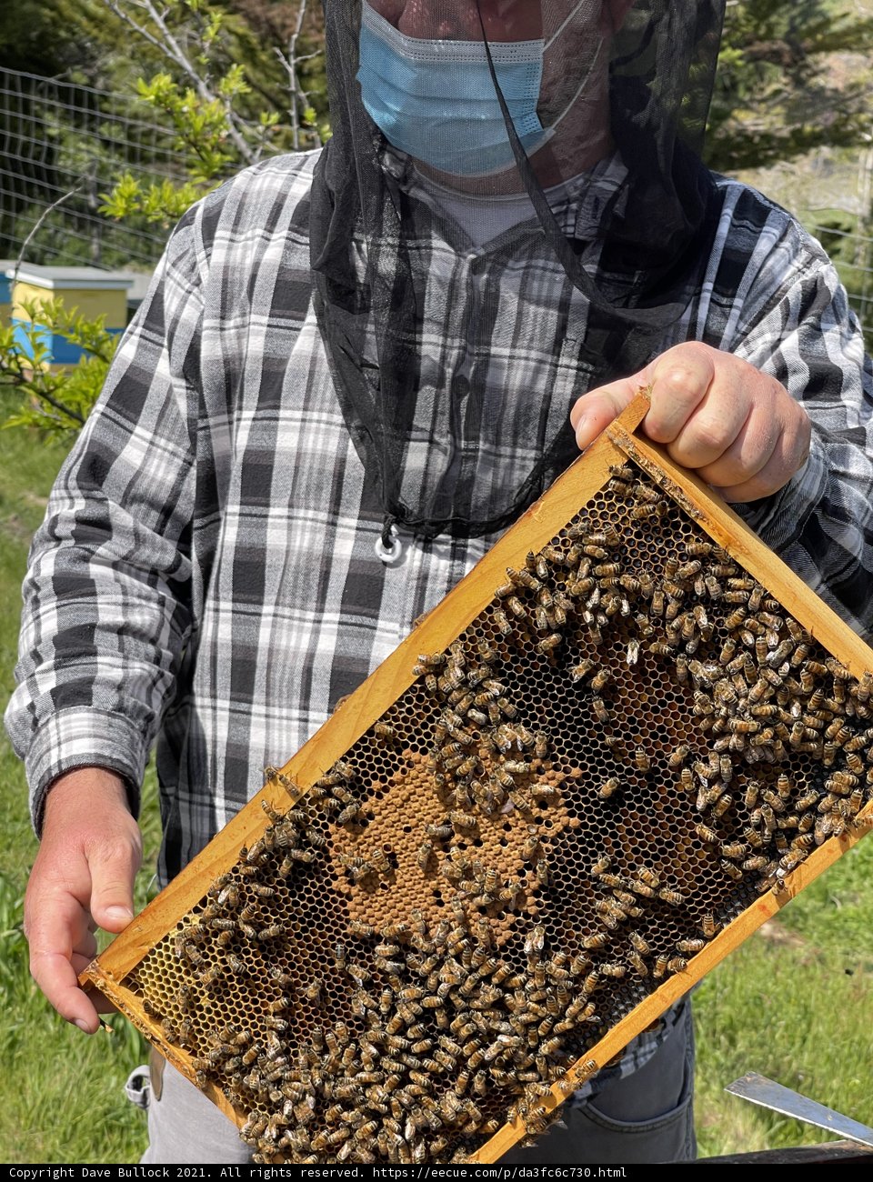 Beekeeper in the Field