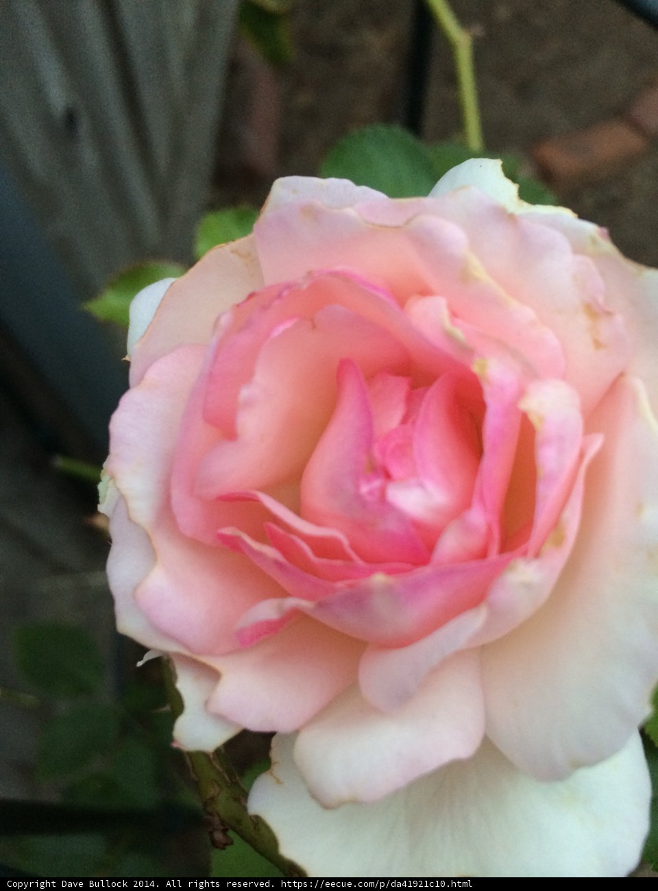 Pink Rose of Altadena