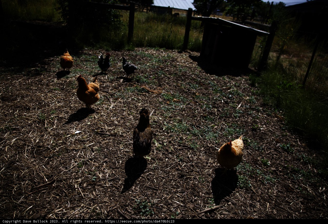 Chickens Roaming Freely in Regenerative Agriculture