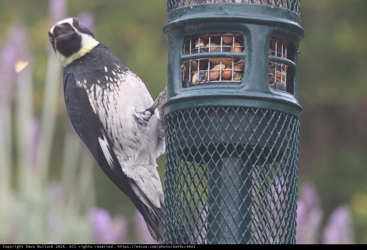 Black and White Woodpecker at Garden Bird Feeder