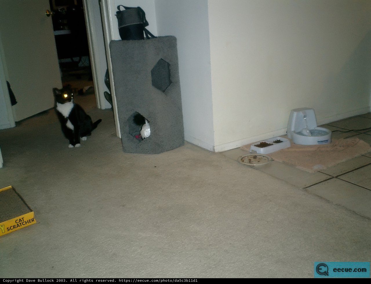 The King of the Cat Tree