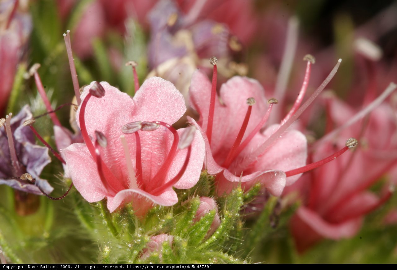 Pink Geranium Flowers with Green Stems