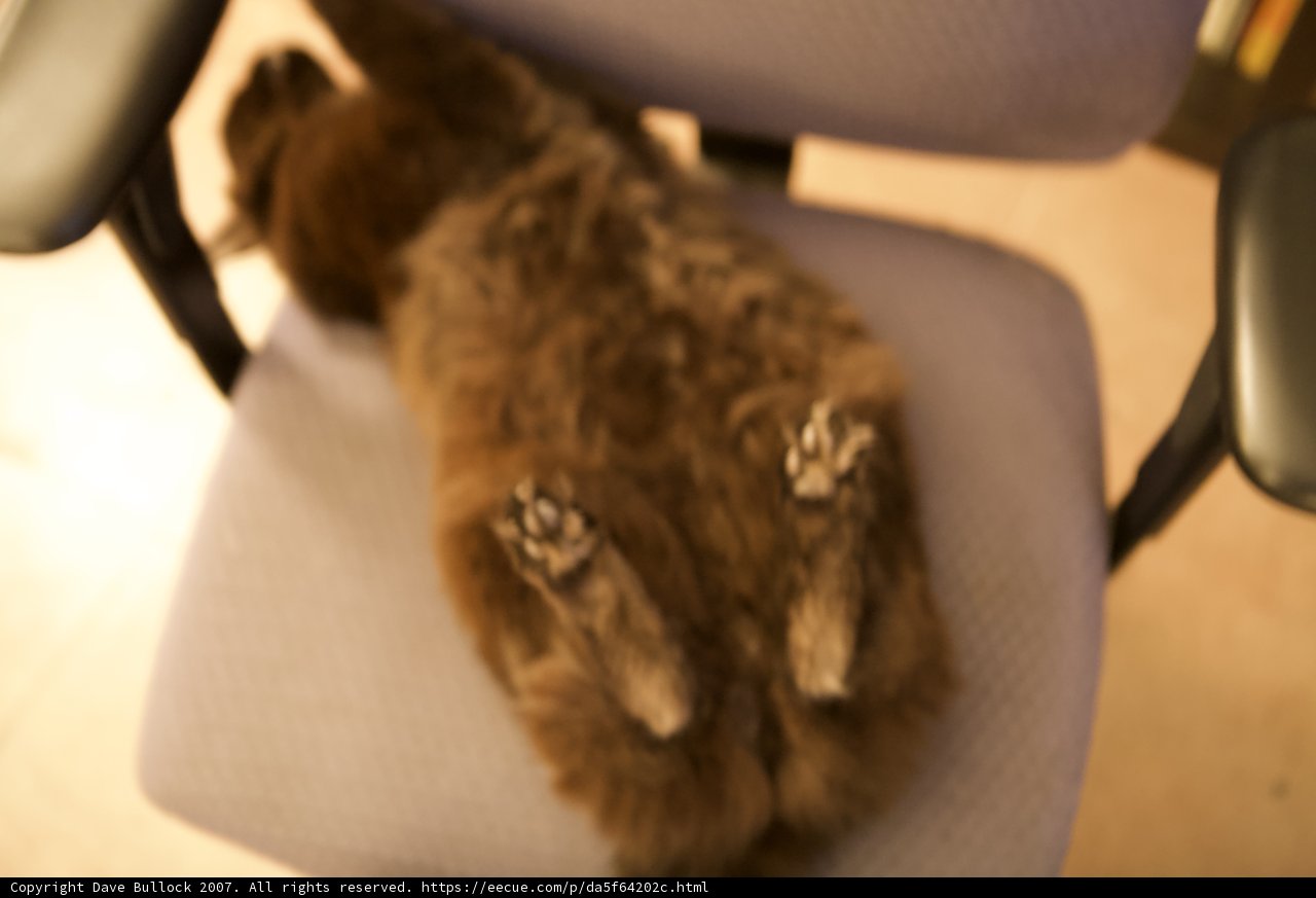 Relaxing on the Cushioned Armchair