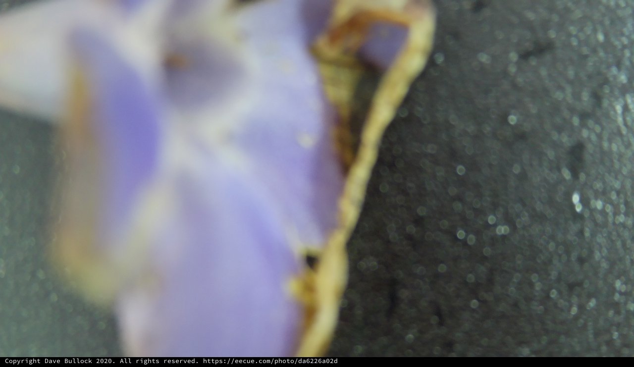 Dried Iris Petal Edge Under Macro Lens