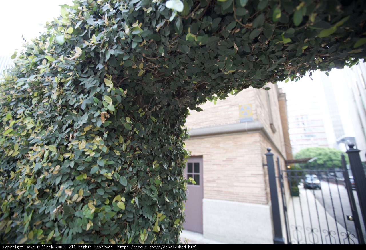 The Ivy-Covered Arbour in the Garden