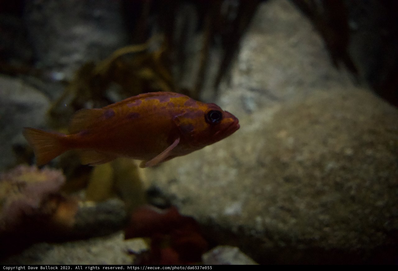Aquatic Embers: The Fire Underwater