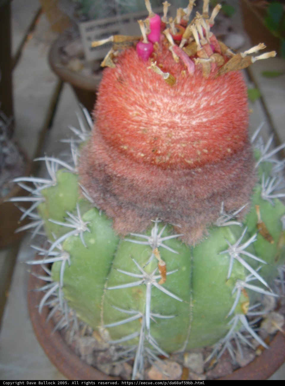 Spiky Beauty