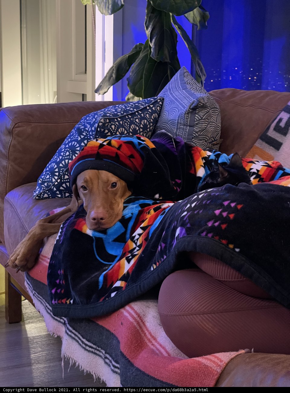 Cozy Dog on the Couch