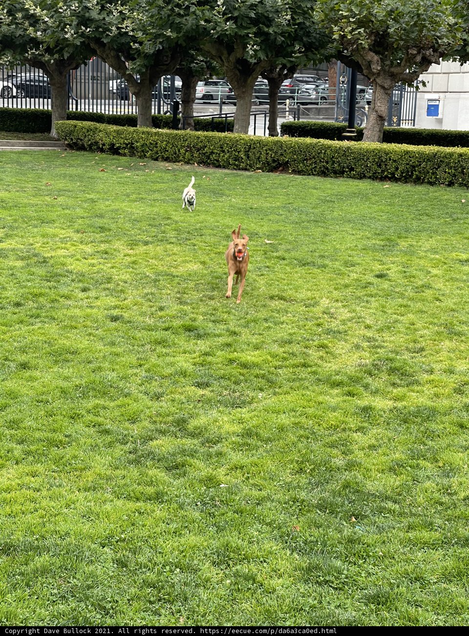 Running Pups at Veterans Memorial Park