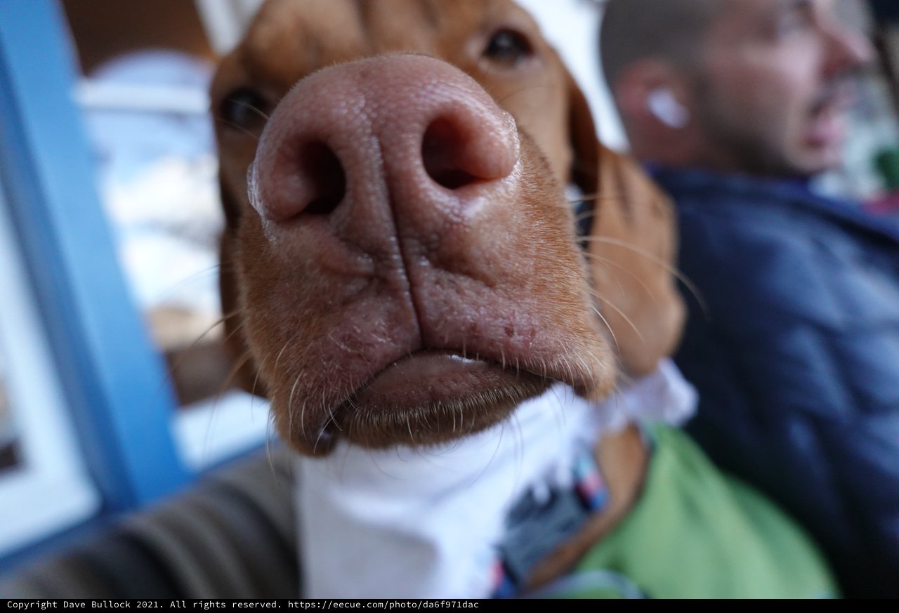 Extreme Close-Up of Dog's Nose and Snout