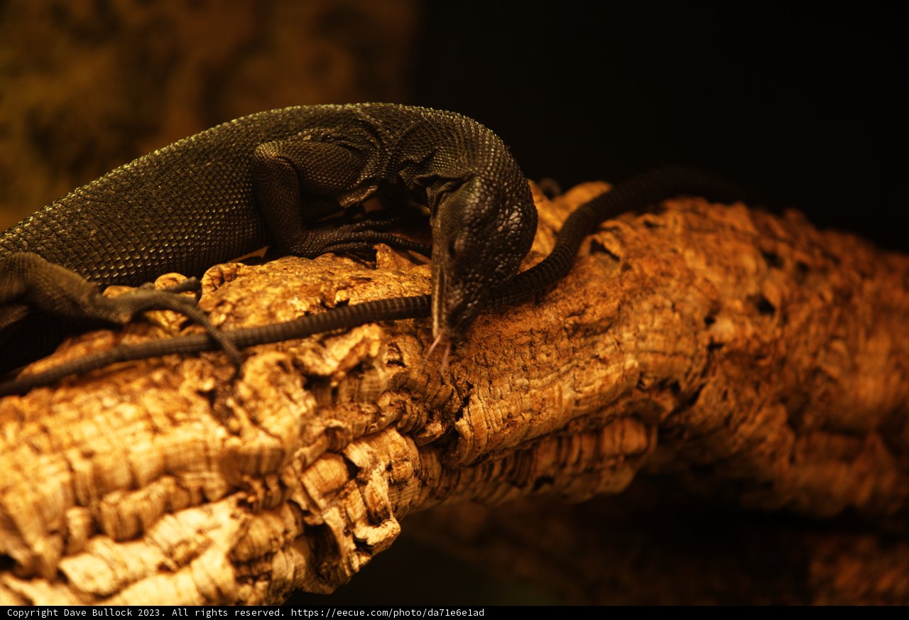 Majestic Monitor Lizard at Oakland Zoo