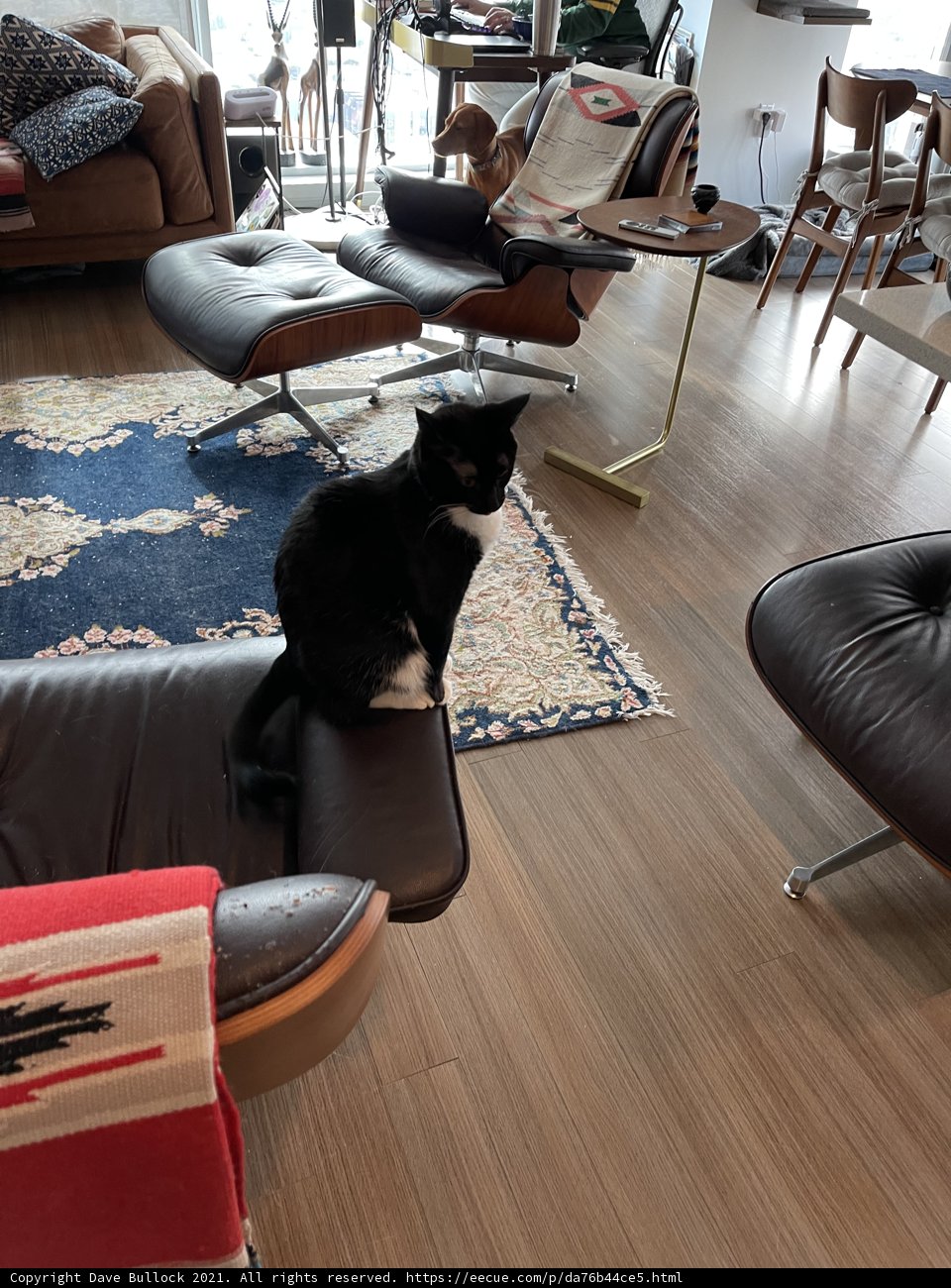 Cozy Living Room Companion