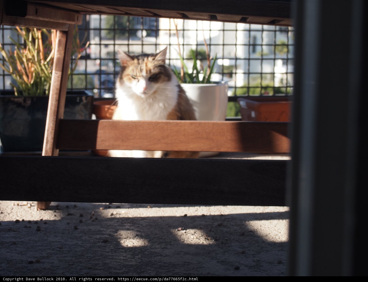 Feline and Flora