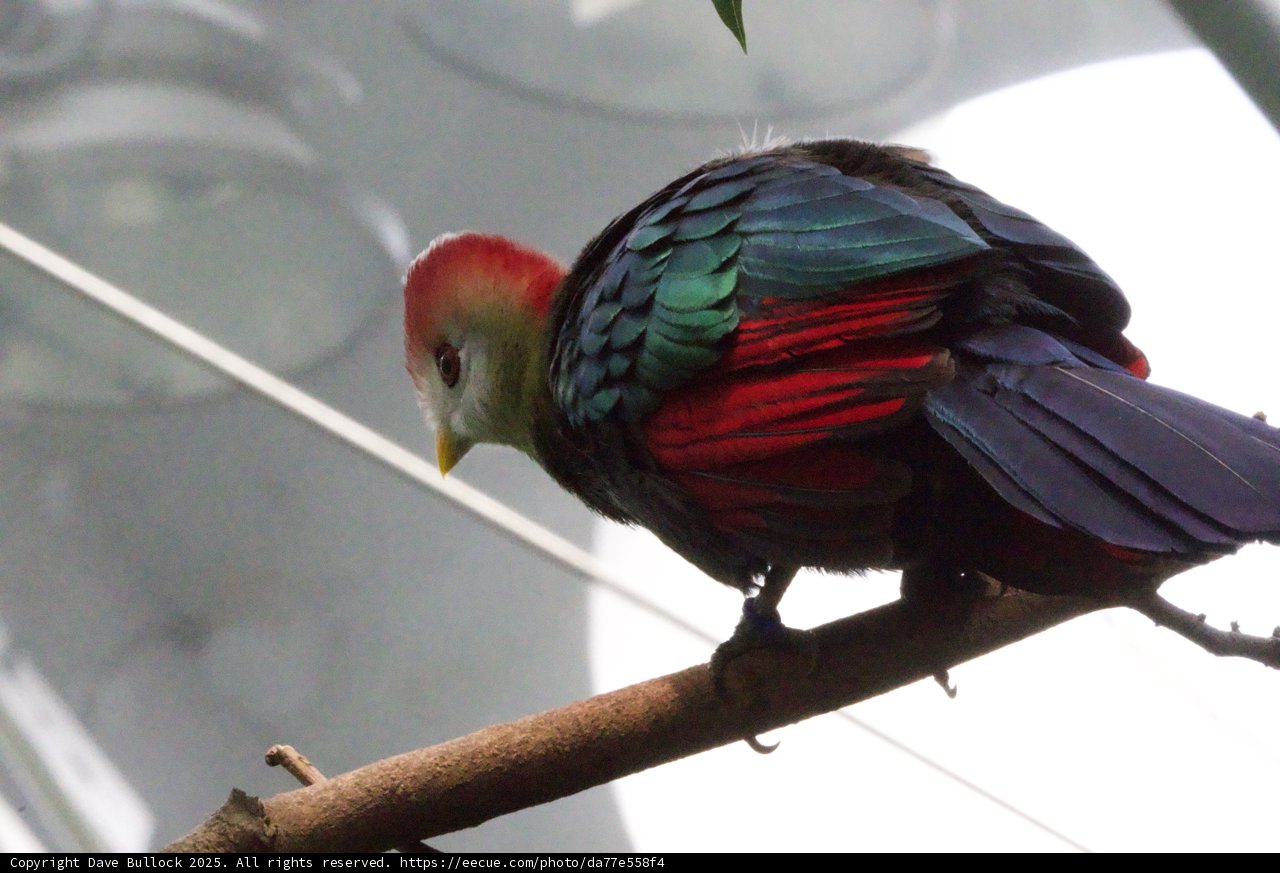 A Jewel in Feathers