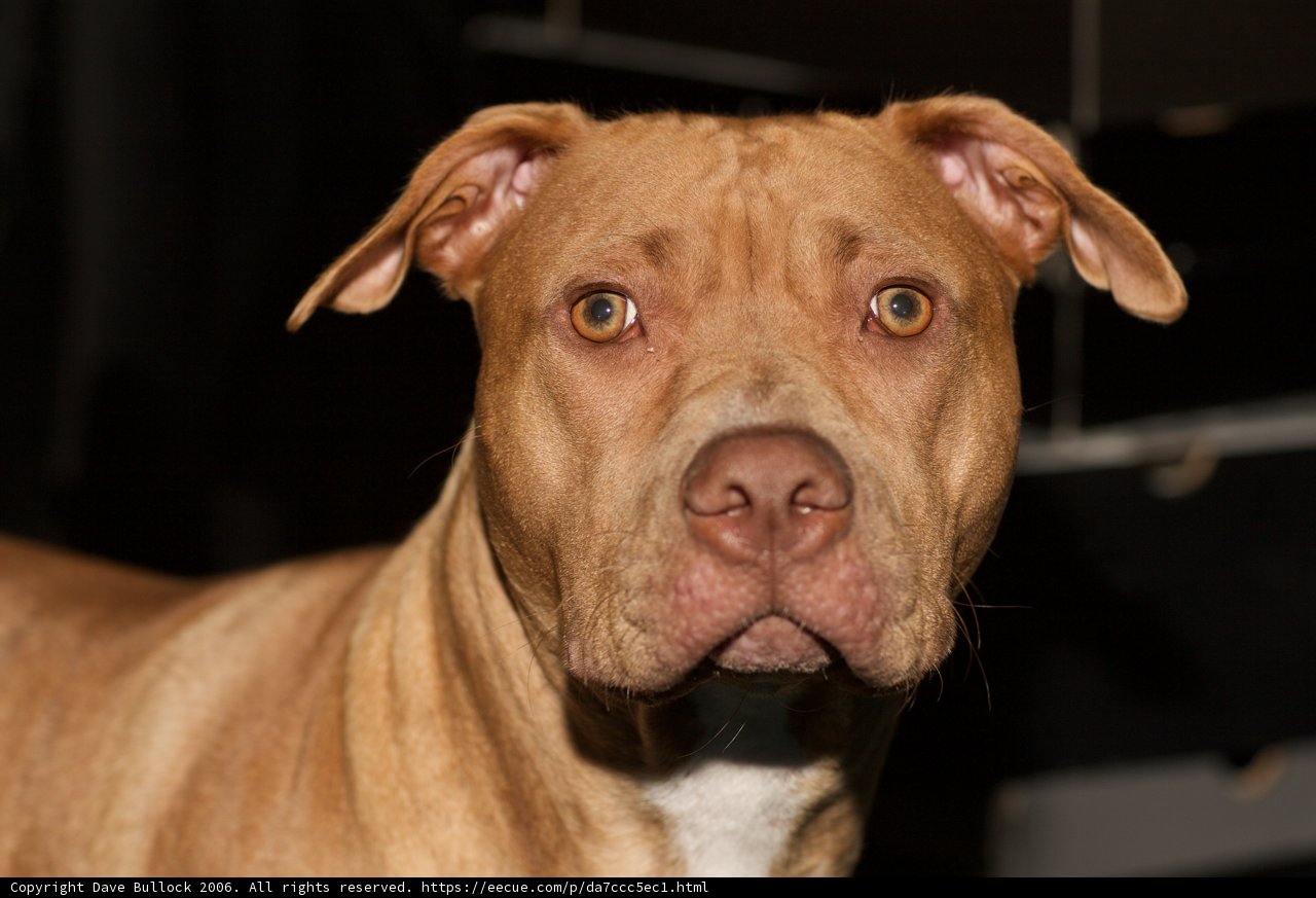 Big Headed Pitbull