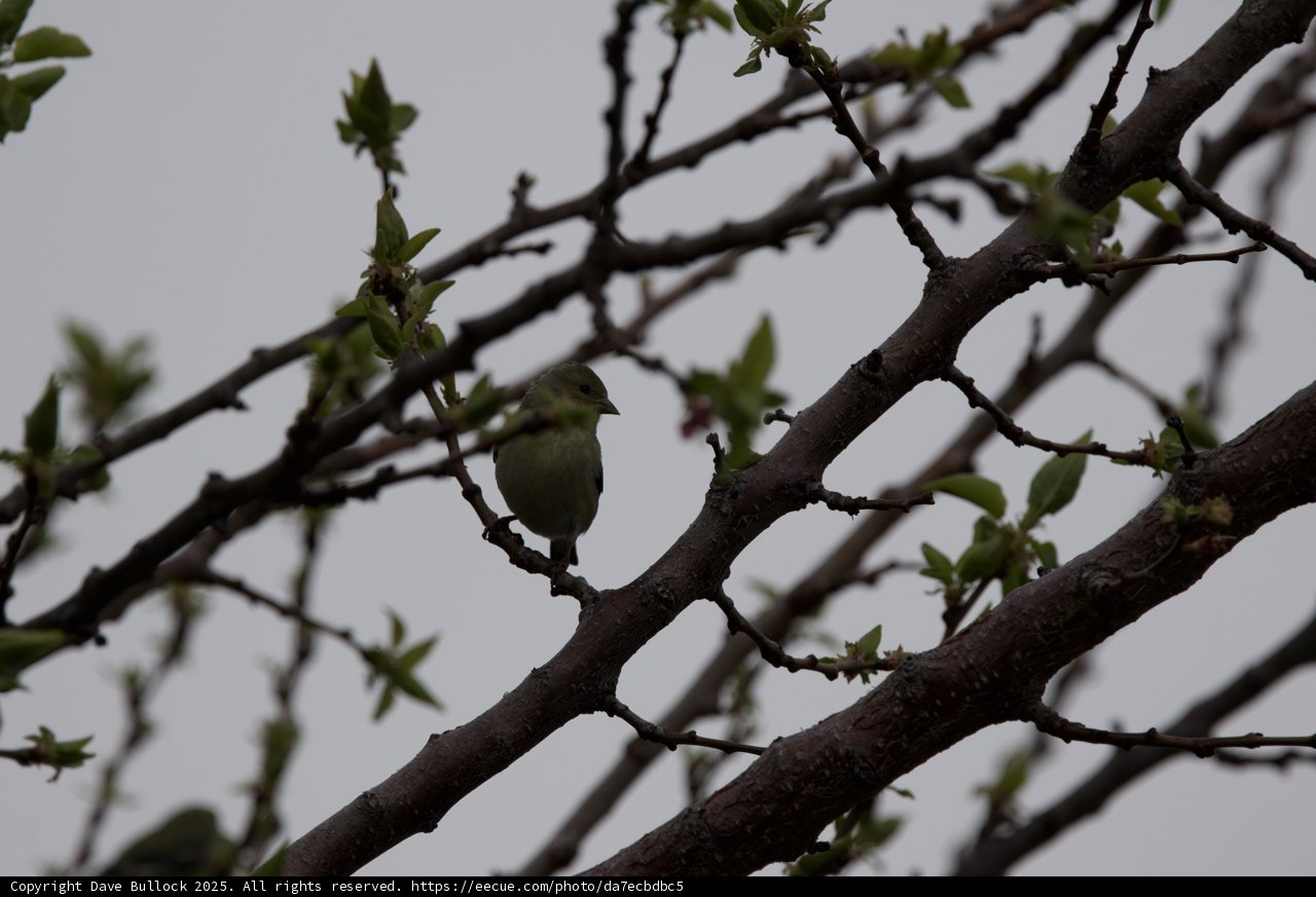 Spring Sentinel