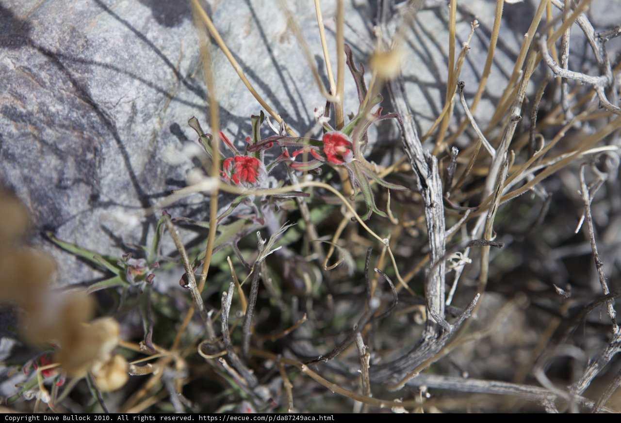 Blossoming Rock