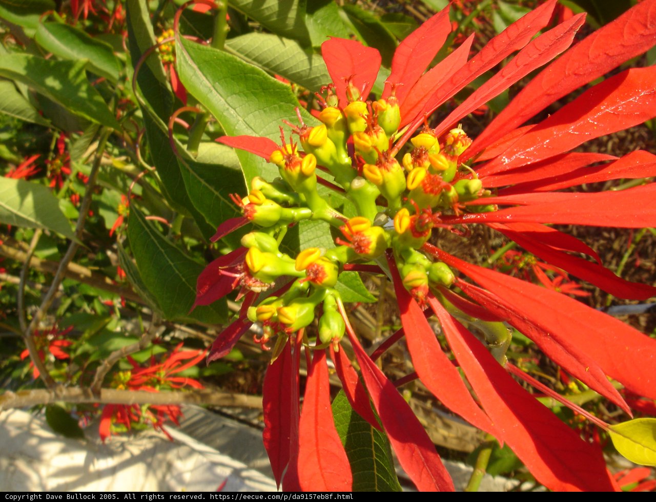 Vibrant Red Flower with Yellow Centers