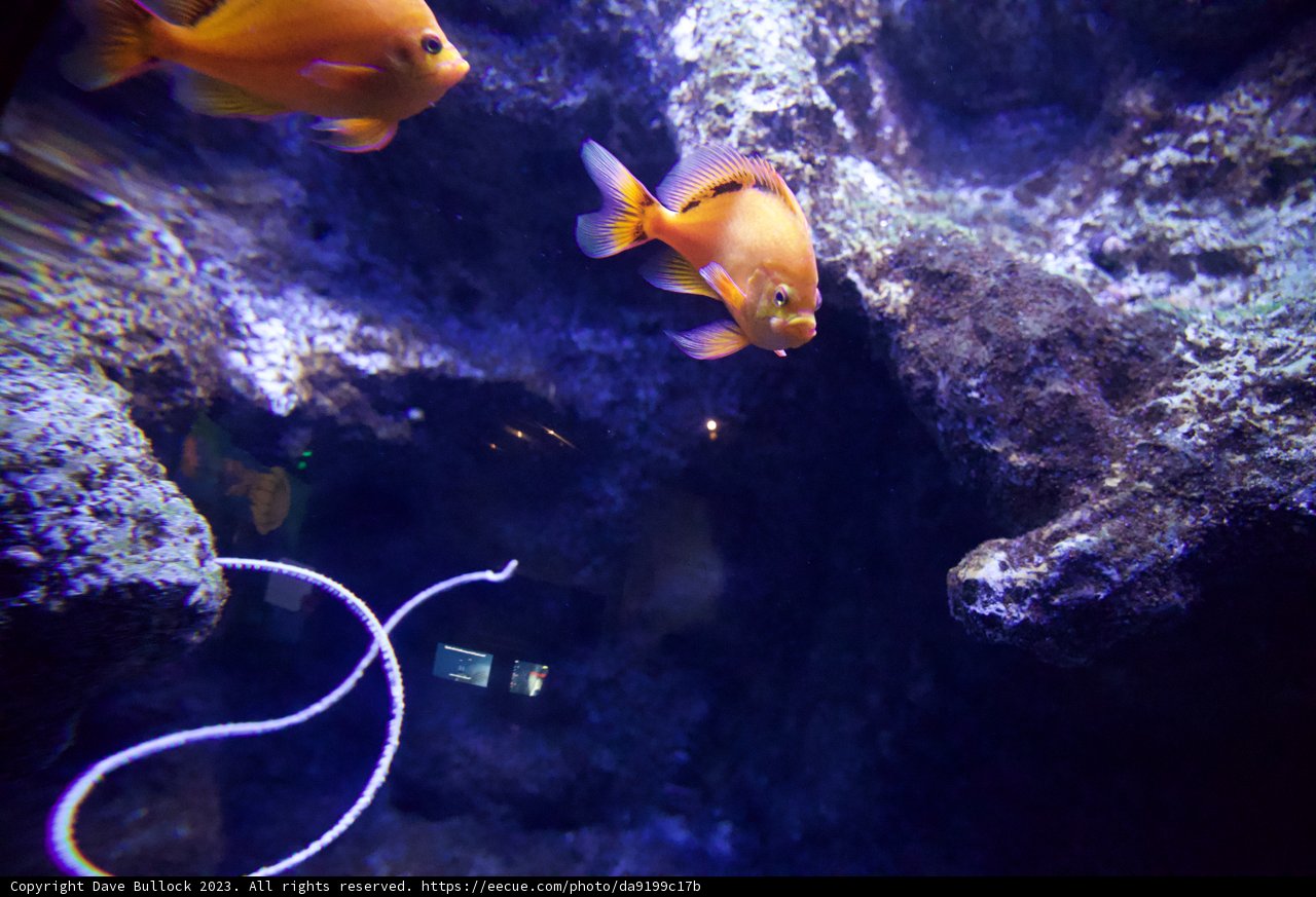 Aquatic Ballet of Two