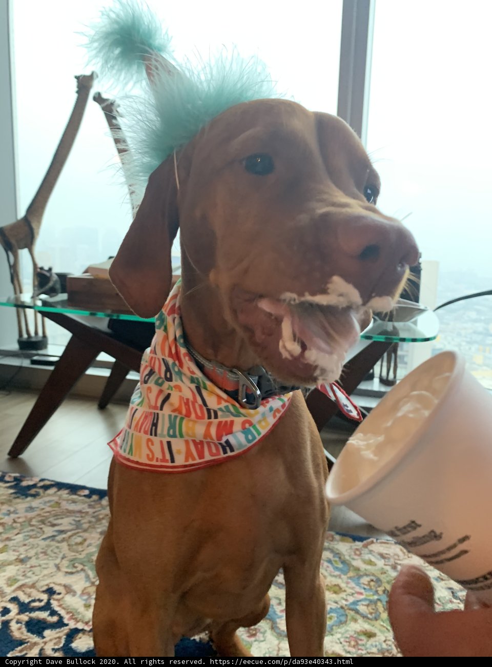Birthday Pup