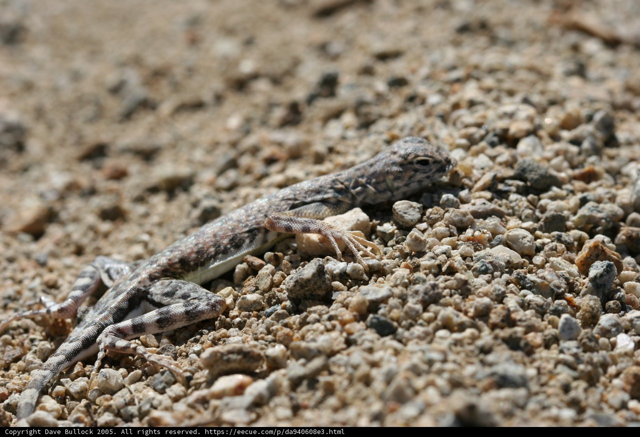 Basking in the Sand